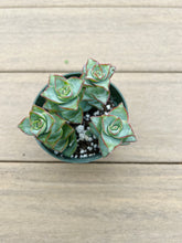 Load image into Gallery viewer, Sting of Buttons, Crassula Succulent 4”
