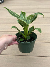 Load image into Gallery viewer, Philodendron birkin 6”
