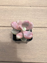 Load image into Gallery viewer, Graptopetalum Pink Moonstone / Amethystinum Succulent, 2”
