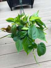 Load image into Gallery viewer, Philodendron cordatum mixed basket, brazil, green heart, micans, 6”
