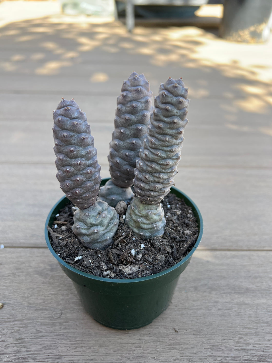 Pine Cone Cactus, 4”
