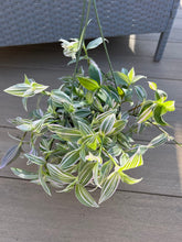 Load image into Gallery viewer, Tradescantia fluminensis Lilac Wandering Jewel 6”
