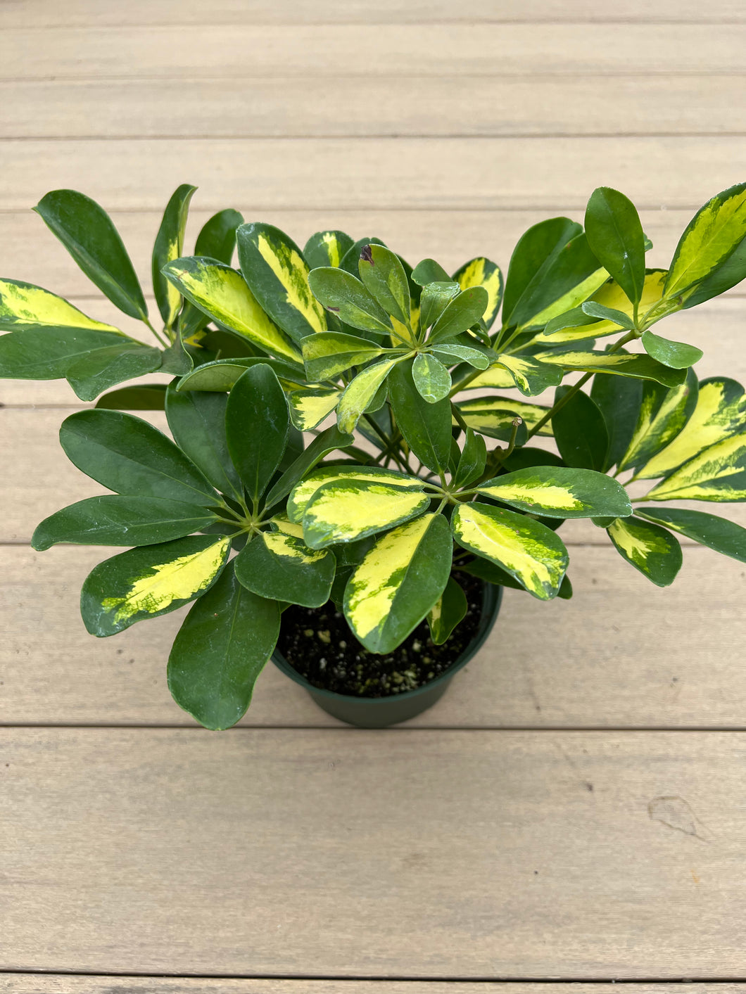 Umbrella plant, Schefflera actinophylla varagata, 6”