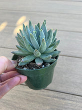 Load image into Gallery viewer, Pachyphytum Little Jewel, 4”
