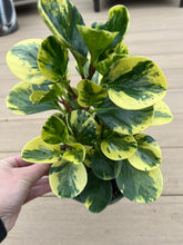 Load image into Gallery viewer, Variegated peperomia 6in
