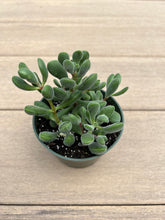 Load image into Gallery viewer, Crassula congesta &#39;Green Beans, 4”
