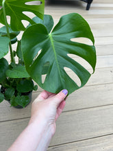 Load image into Gallery viewer, Monstera Deliciosa &quot;Split Leaf&quot; 6”
