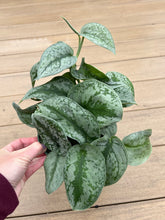 Load image into Gallery viewer, Scindapsus Pictus ‘Exotica’, Aka Pothos Satin

