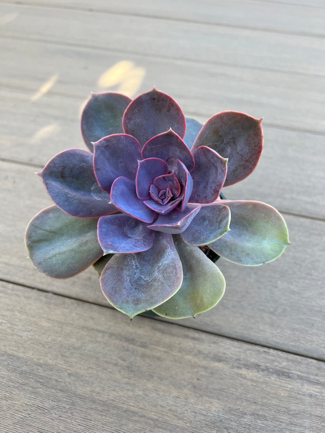 Echeveria ‘Perle von Nurnberg’ Succulent 4”