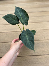 Load image into Gallery viewer, Alocasia regal shield 4&quot;
