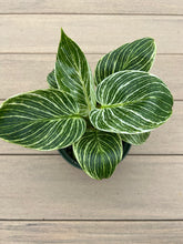 Load image into Gallery viewer, Philodendron birkin 6”
