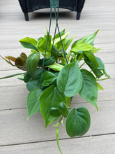 Load image into Gallery viewer, Philodendron cordatum mixed basket, brazil, green heart, micans, 6”
