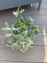 Load image into Gallery viewer, Tradescantia fluminensis Lilac Wandering Jewel 6”
