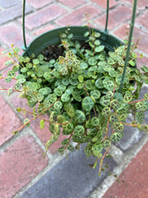 Load image into Gallery viewer, String of turtles, peperomia prostrata 6”

