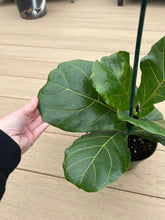 Load image into Gallery viewer, Fiddle leaf fig, 6”
