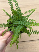 Load image into Gallery viewer, Lemon button fern, 4”
