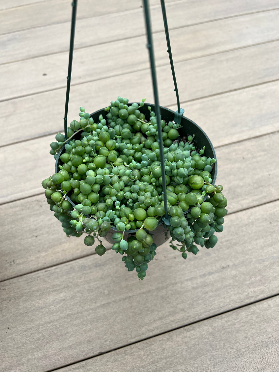 String of pearls, Succulent, 6”