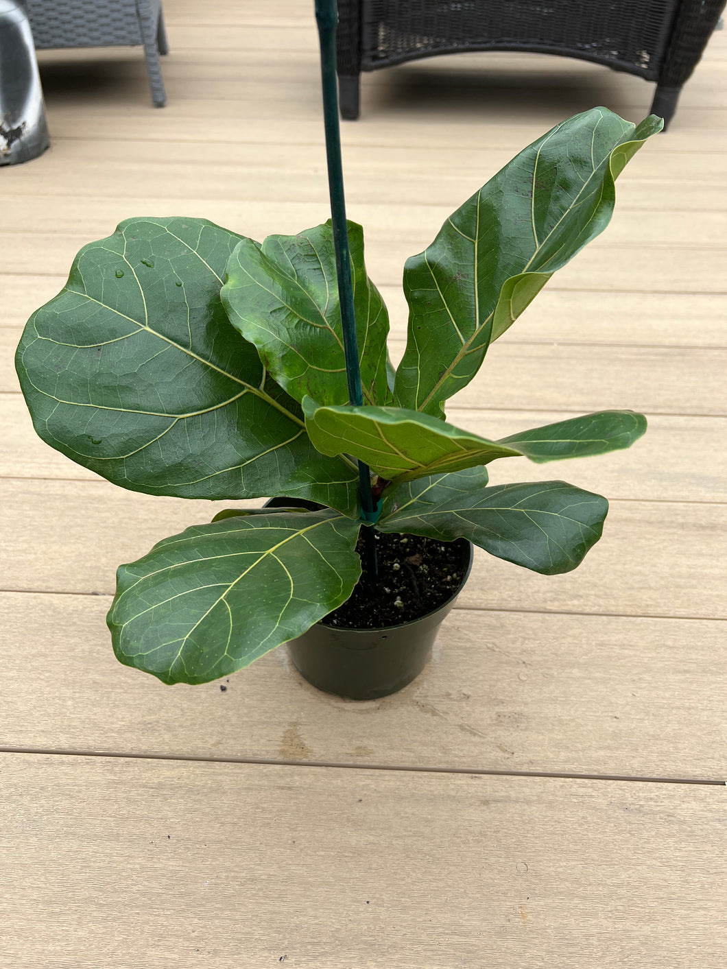 Fiddle leaf fig, 6”