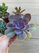 Load image into Gallery viewer, Echeveria ‘Perle von Nurnberg’ Succulent 4”
