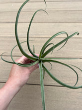 Load image into Gallery viewer, Air plant, tillandsia curly slim
