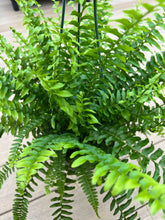 Load image into Gallery viewer, Boston Fern 6”
