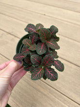 Load image into Gallery viewer, Red Fittonia, nerve plant, 4”
