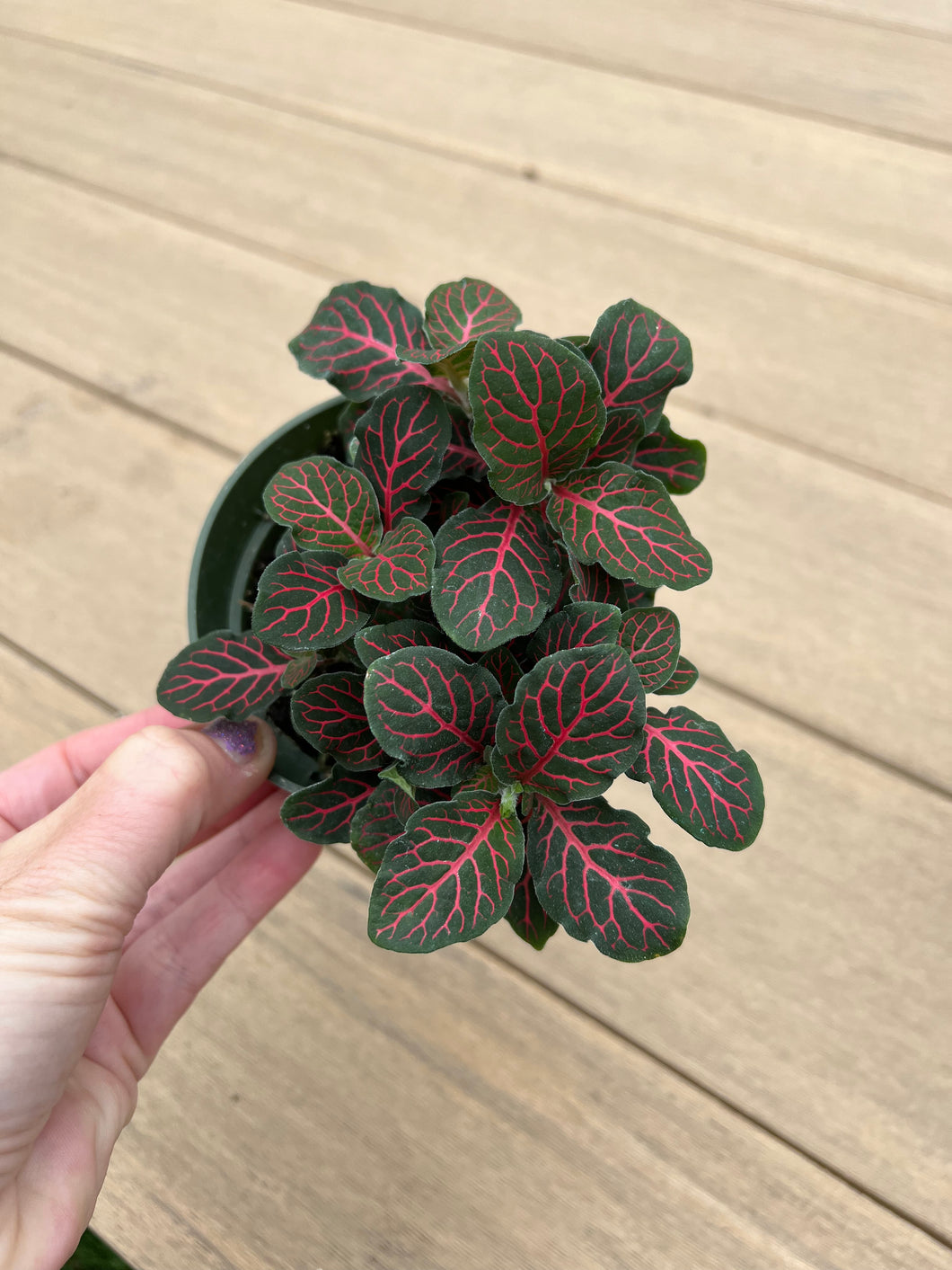 Red Fittonia, nerve plant, 4”
