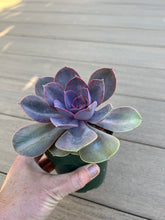 Load image into Gallery viewer, Echeveria ‘Perle von Nurnberg’ Succulent 4”

