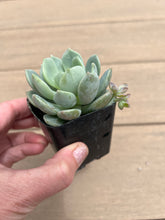 Load image into Gallery viewer, Graptoveria Moonglow, 2”
