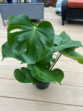 Load image into Gallery viewer, Monstera Deliciosa &quot;Split Leaf&quot; 6”
