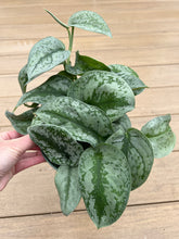 Load image into Gallery viewer, Scindapsus Pictus ‘Exotica’, Aka Pothos Satin
