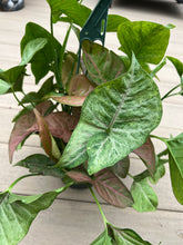 Load image into Gallery viewer, Syngonium pink allusion 6”
