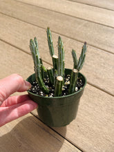 Load image into Gallery viewer, Pickle plant succulent, Stapeliiformis, 4”
