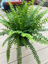 Load image into Gallery viewer, Boston Fern 6”
