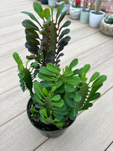 Load image into Gallery viewer, Euphorbia trigona 6”

