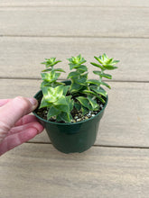 Load image into Gallery viewer, Variegated Sting of Buttons Succulent 4”
