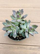 Load image into Gallery viewer, Graptopetalum Ghost Plant, paraguayense, succulent, 4”
