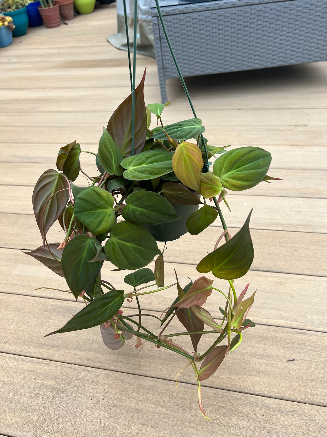 Philodendron Micans 6”