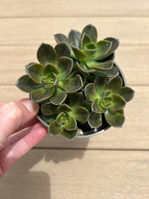 Load image into Gallery viewer, Echeveria Melaco, Brown Rose, Succulent, 4”
