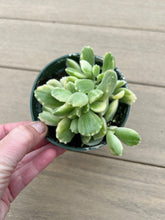 Load image into Gallery viewer, Variegated Cotyledon Tomentosa Bear Paw Succulent 4”
