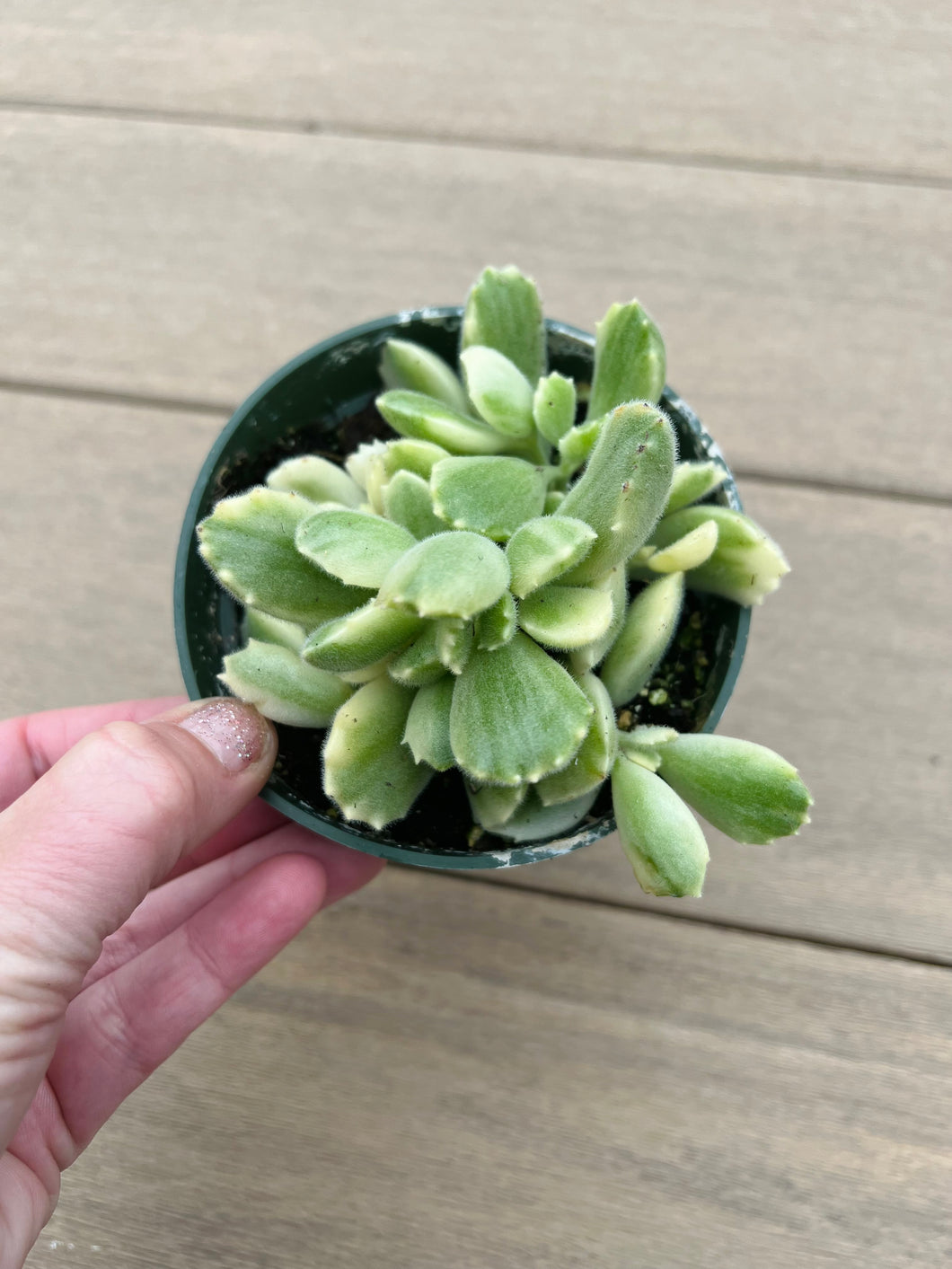 Variegated Cotyledon Tomentosa Bear Paw Succulent 4”