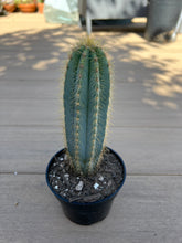 Load image into Gallery viewer, Blue Torch, Pilosocereus Azureus Blue Cactus, 4”
