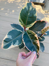 Load image into Gallery viewer, Tineke Ficus Rubber tree 6in
