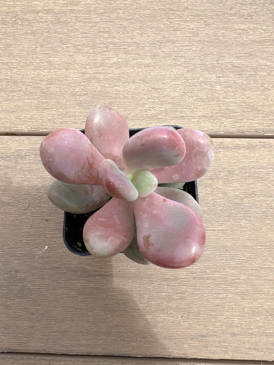 Graptopetalum Pink Moonstone / Amethystinum Succulent, 2”