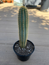 Load image into Gallery viewer, Blue Torch, Pilosocereus Azureus Blue Cactus, 4”
