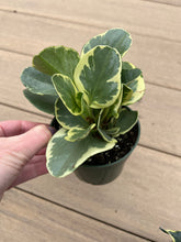 Load image into Gallery viewer, Variegated Peperomia
