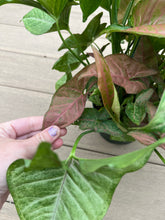 Load image into Gallery viewer, Syngonium pink allusion 6”
