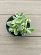 Load image into Gallery viewer, Variegated Cotyledon Tomentosa Bear Paw Succulent 4”
