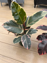 Load image into Gallery viewer, Tineke Ficus Rubber tree 6in
