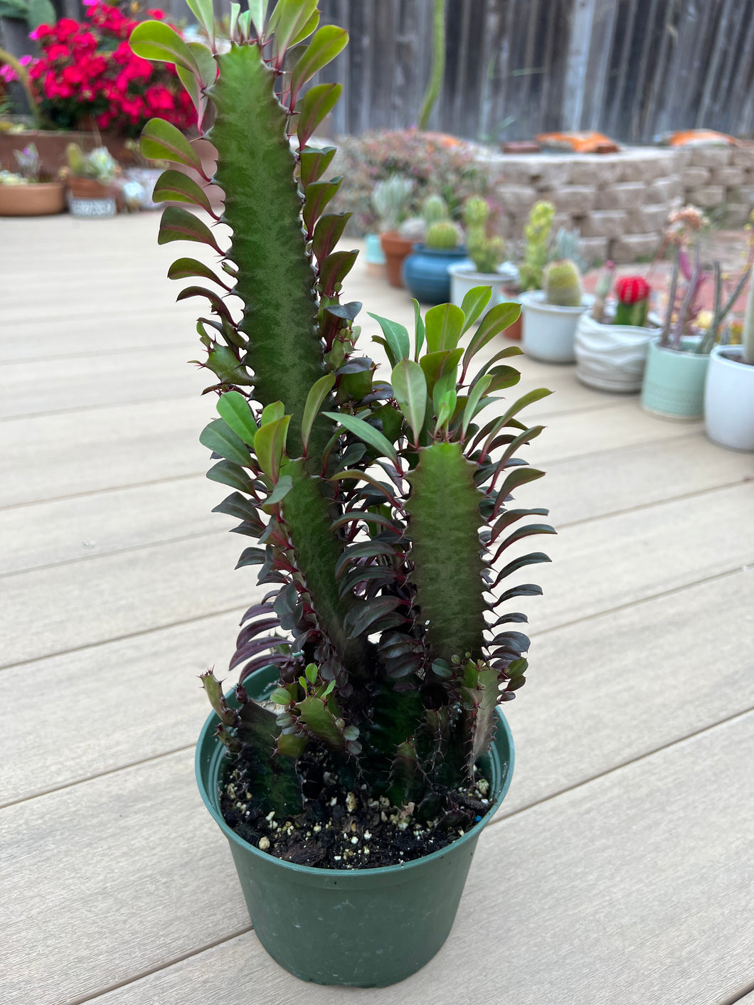 Euphorbia trigona 6”